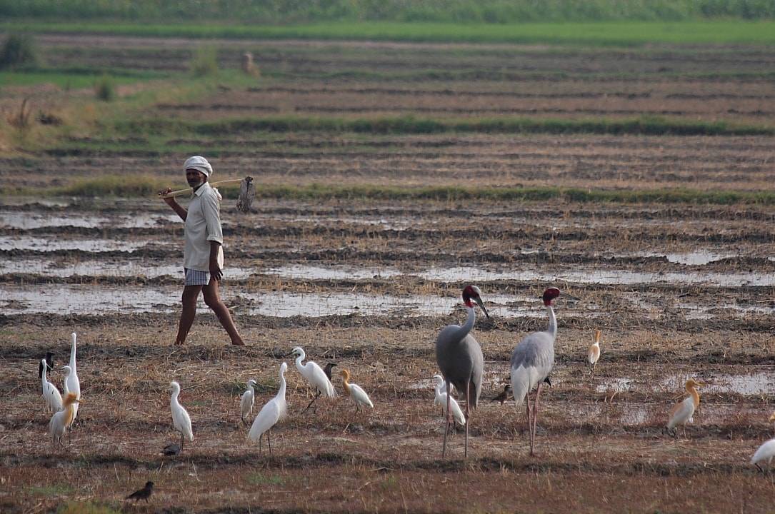 Sarus pair with waterbirds & farmer