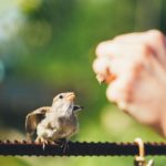 Rescue and Rehabilitation of Birds