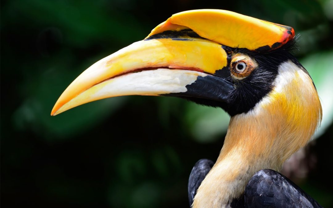 Seven years of the Hornbill Nest Adoption Program – a partnership to protect