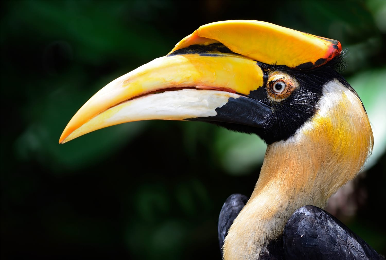 Bengaluru Bird Day Hornbill