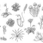 Botanical Illustration in the 21st Century