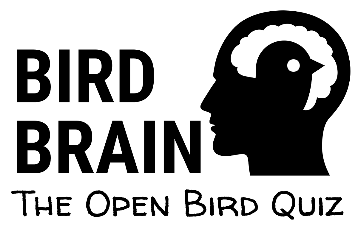 Bird Brain – The Open Bird Quiz