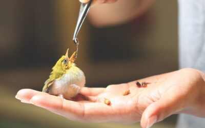 36,000 Urban Wildlife Rescues: The Avian Perspective